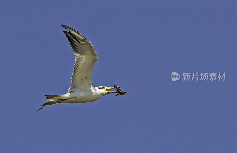 大嘴燕鸥(Phaetusa simplex)是燕鸥科的一种。发现于巴西潘塔纳尔地区。嘴里叼着鱼飞。